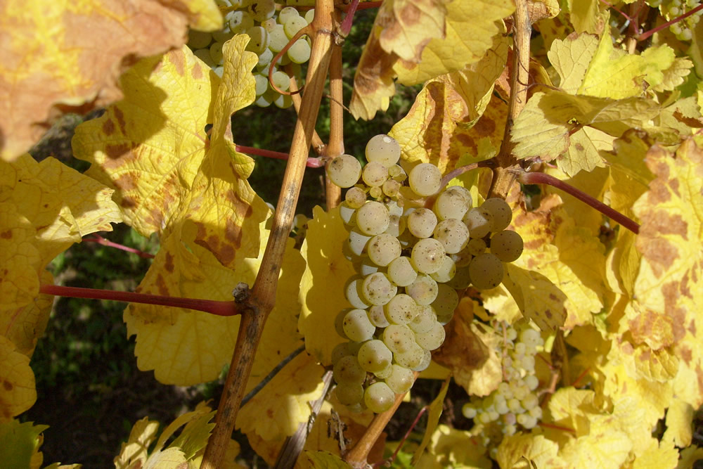 Rieslingtraube an der Mosel – Weinbau Leisch-Kreutz Bruttig-Fankel