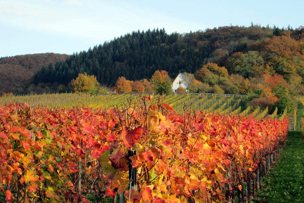 Weinberge über Bruttig-Fankel – Moselsteig und Wanderurlaub an der Mosel