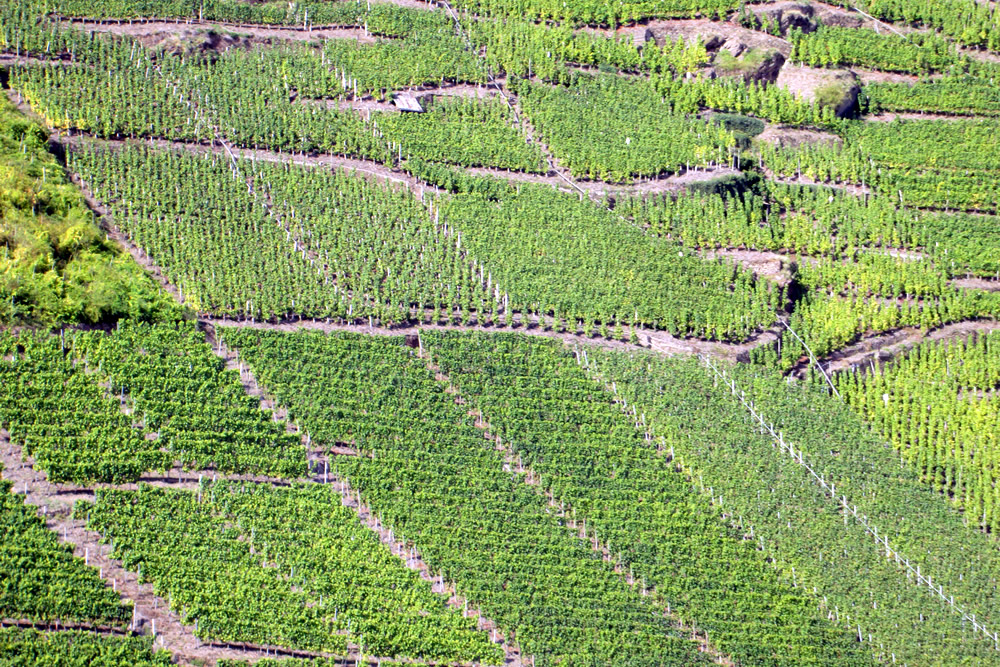 Steillage Götterlay – Weinberge Bruttig-Fankel an der Mosel