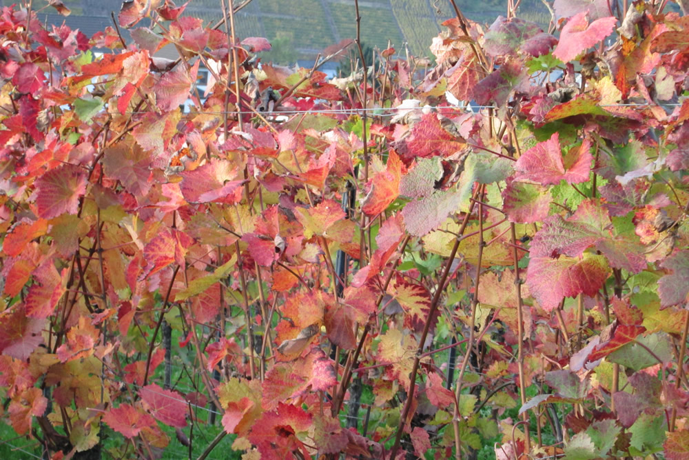 Weinbergslaub im Herbst – Mosel-Weinbau Leisch-Kreutz Bruttig-Fankel